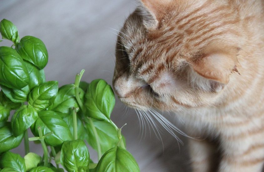 Verde in casa e animali: un binomio delicato ma possibile