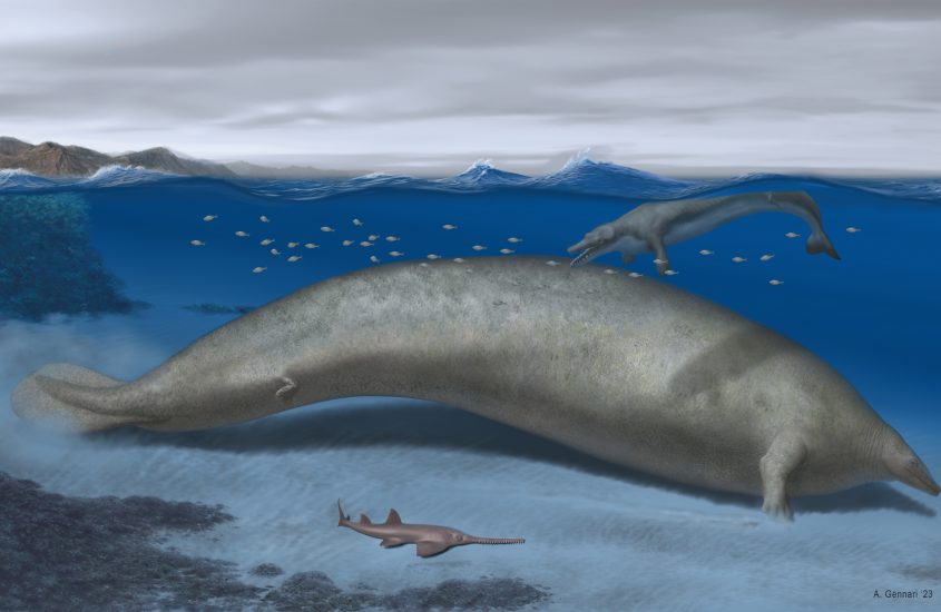 Scoperto in Perù l’animale più pesante mai vissuto: è il cetaceo Perucetus colossus