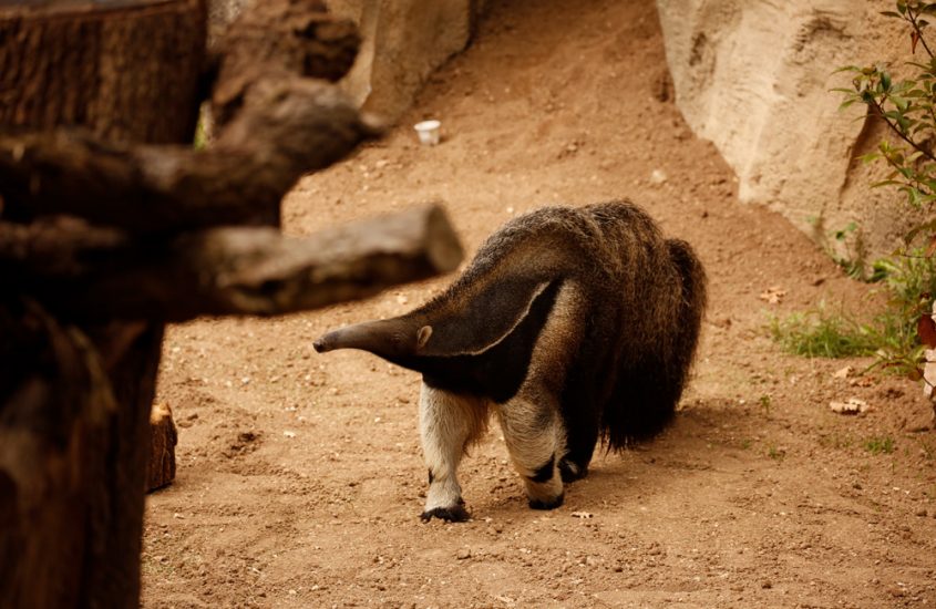 Il Carnevale degli Animali al Giardino del Gigante