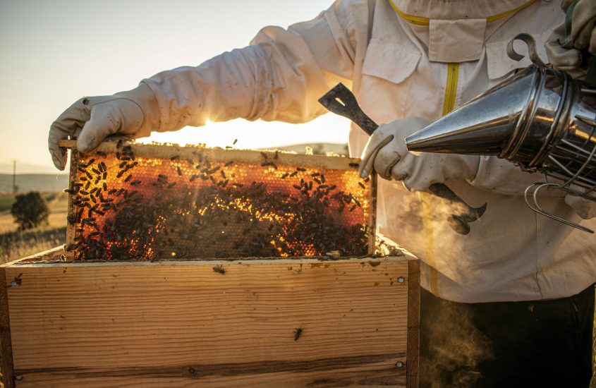 Api e miele: arriva il prezzo minimo garantito all’apicoltore italiano