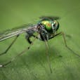 Shallow Focus of Gray and Green Insect