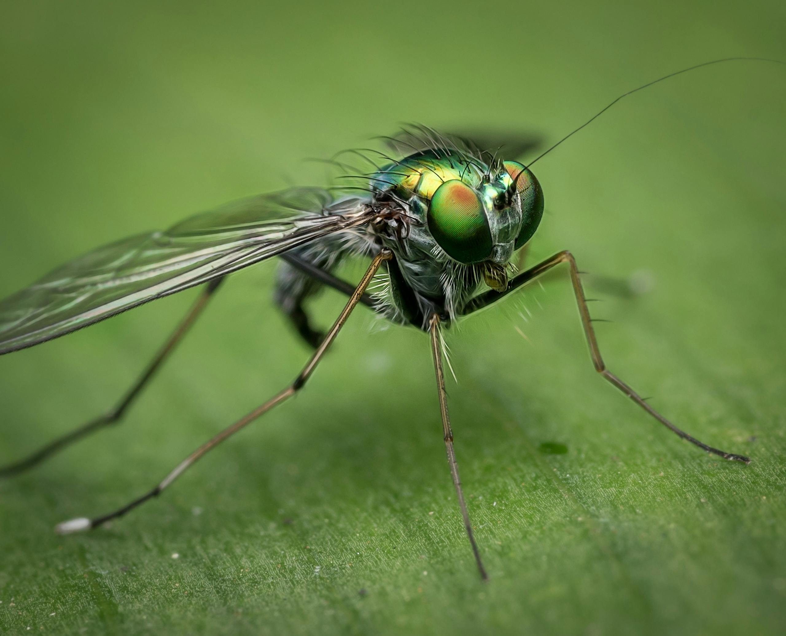 Shallow Focus of Gray and Green Insect